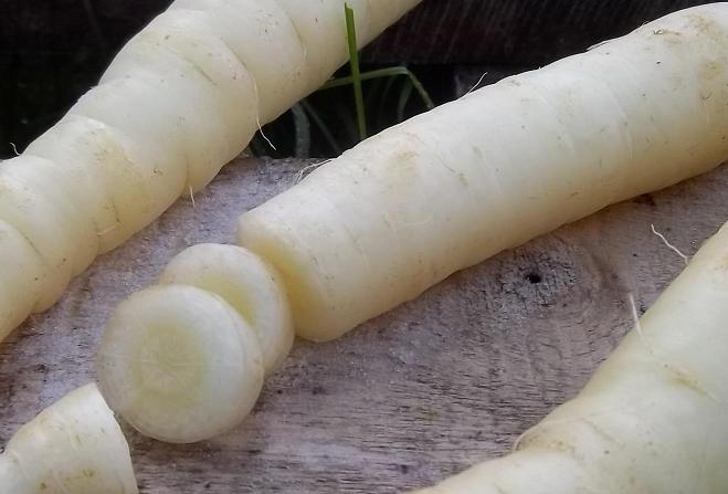 carottes blanches