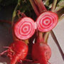 Mini-betterave chioggia