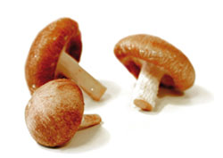 champignons